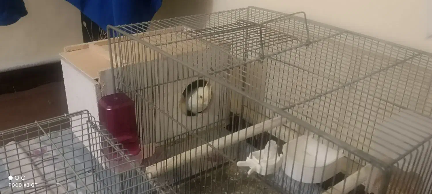 جفت عروس هلندی لوتینو|پرنده|شاهینشهر, کوی مهدیه|دیوار