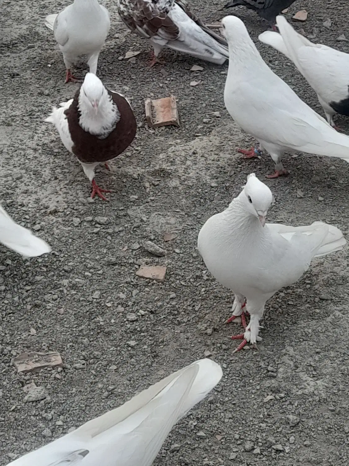 کبوتر تکپر و طوقی|پرنده|سرخنکلاته, |دیوار