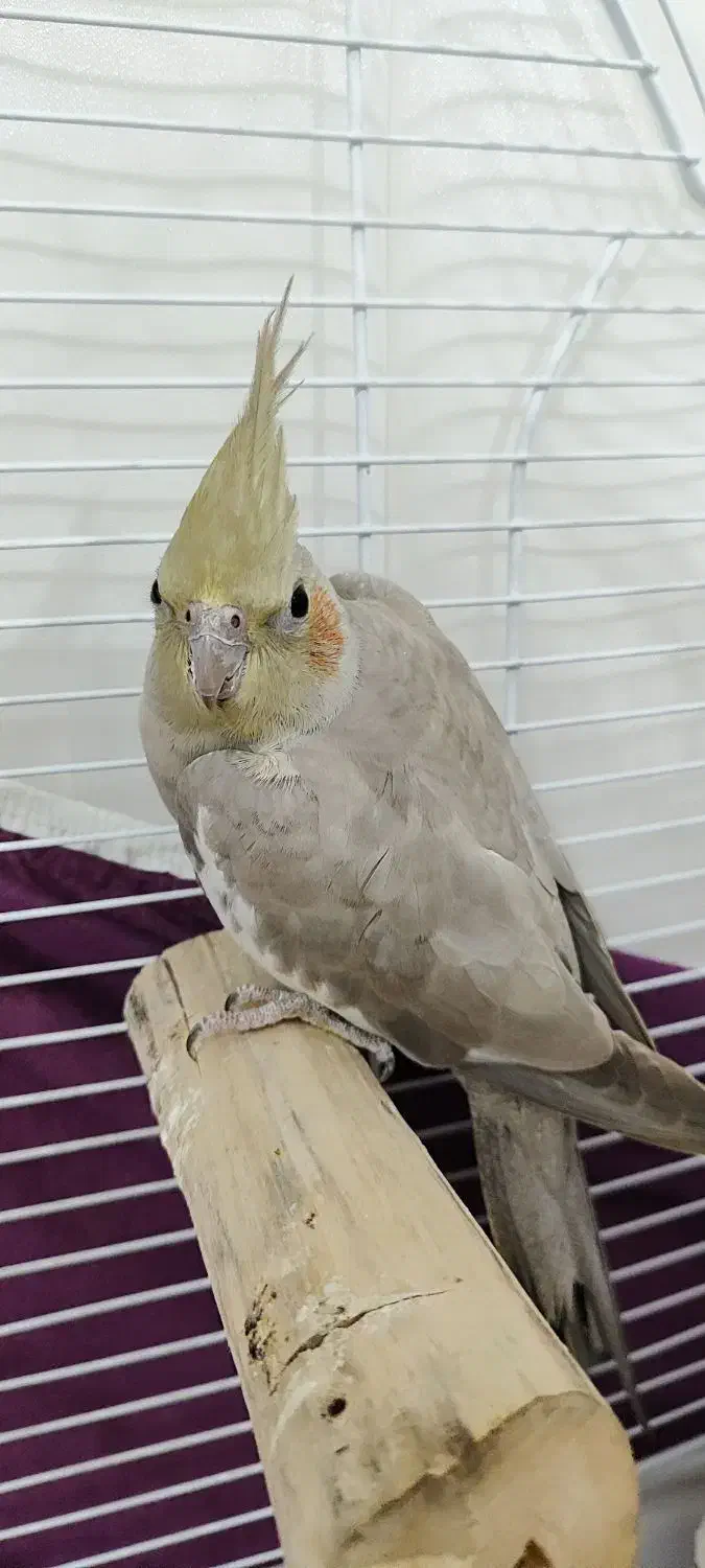 عروس هلندی|پرنده|کومله, |دیوار