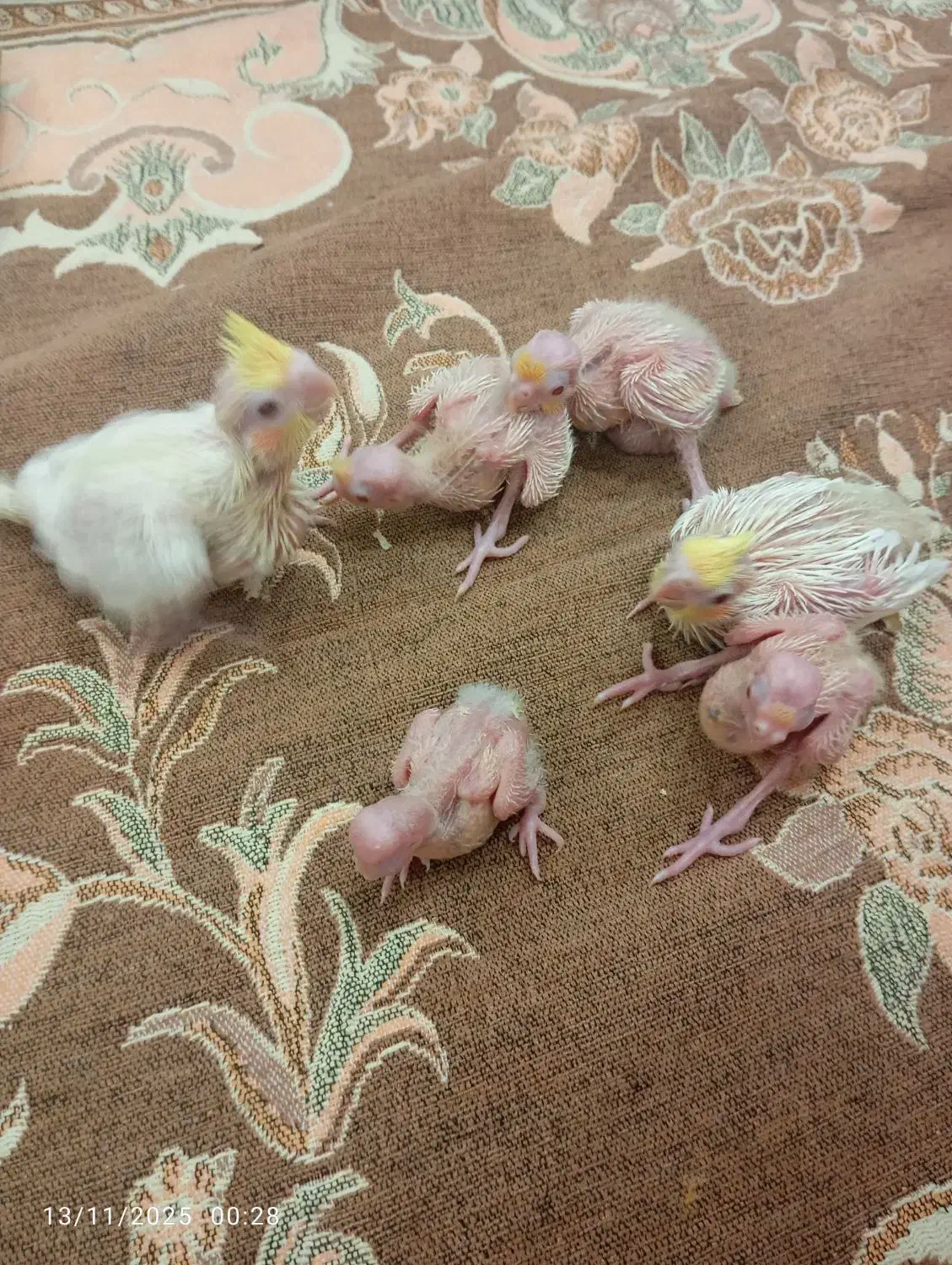 جوجه عروس هلندی|پرنده|تهران, طرشت|دیوار