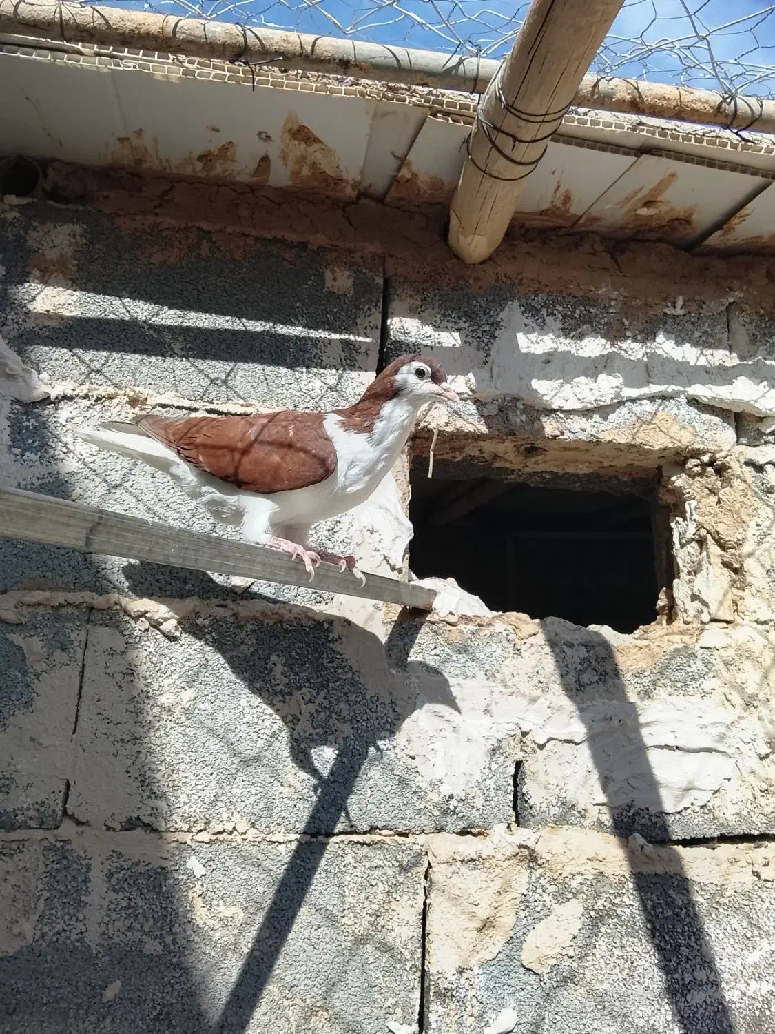 کبوتر ساده|پرنده|صفی آباد, |دیوار