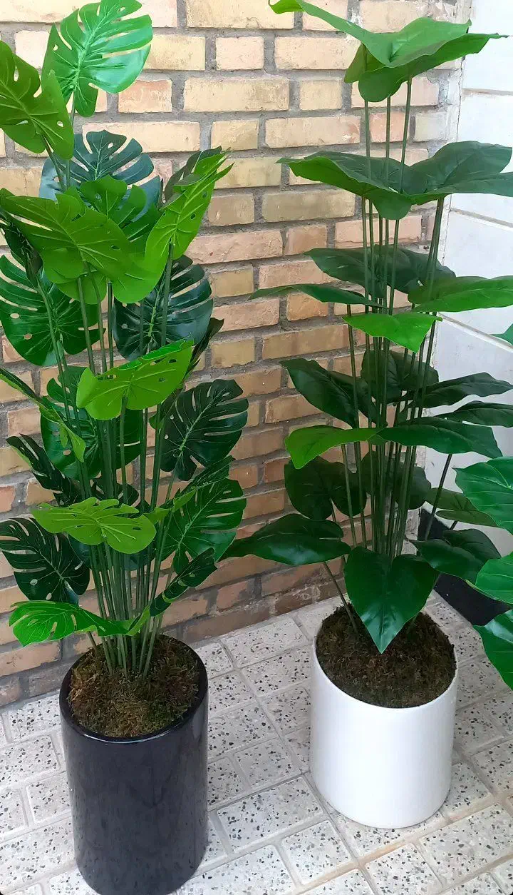 درختچه خارجی|گل مصنوعی|مشهد, حجت|دیوار