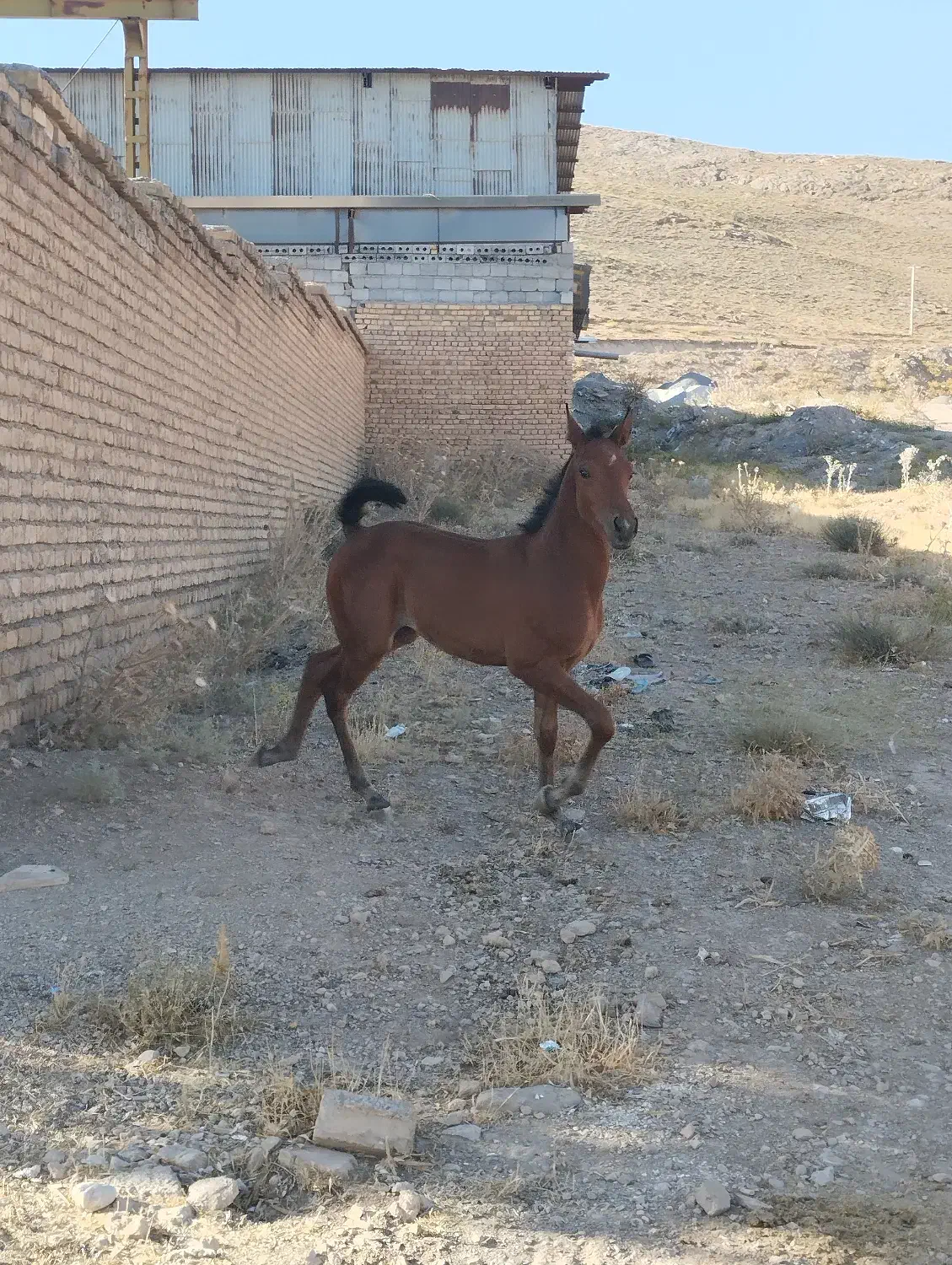 کره اسب دره شوری 2و 3ماهه|اسب و تجهیزات اسبسواری|داران, |دیوار
