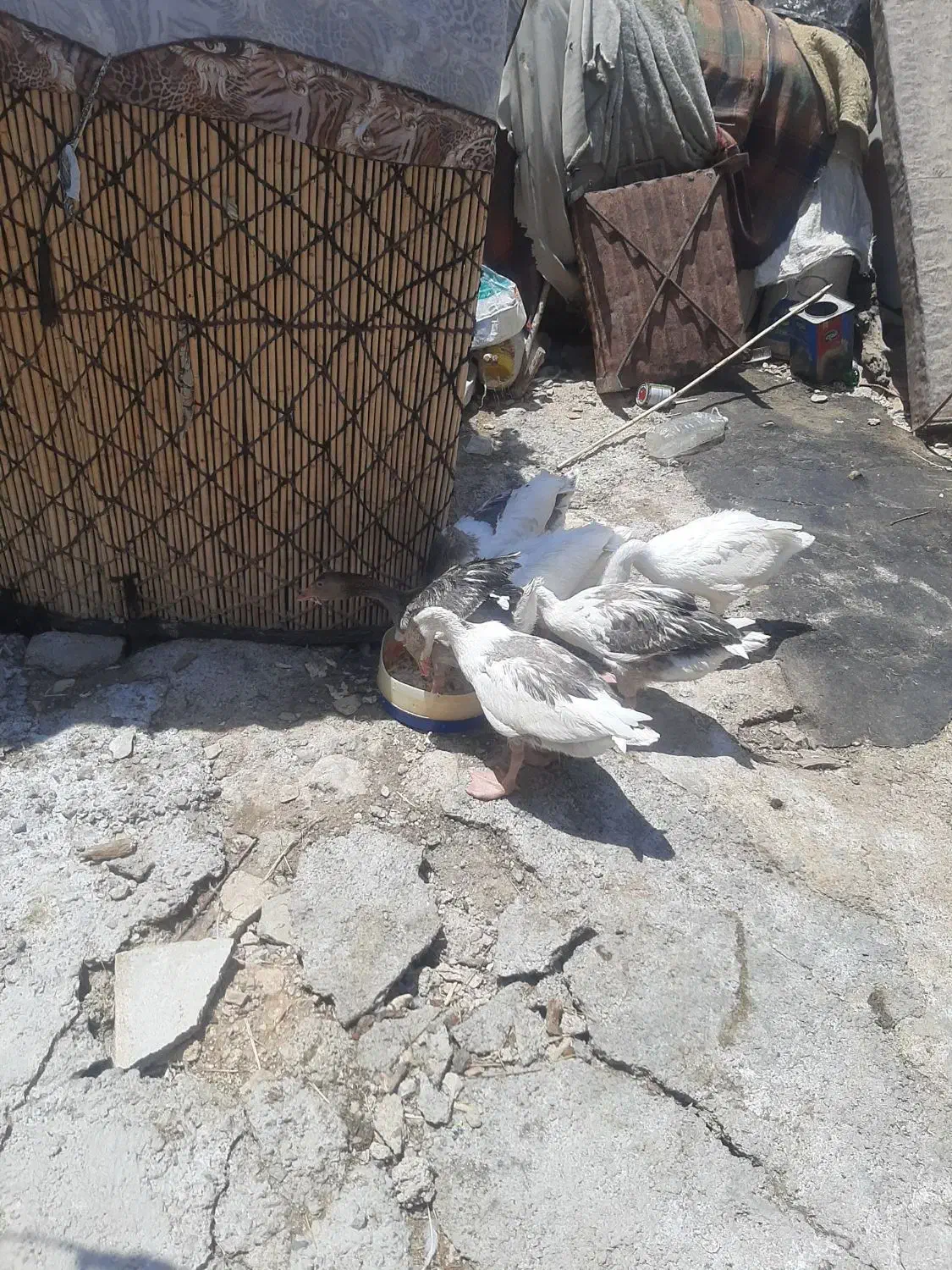 حیوانات خانگی|حیوانات مزرعه|آبدانان, |دیوار