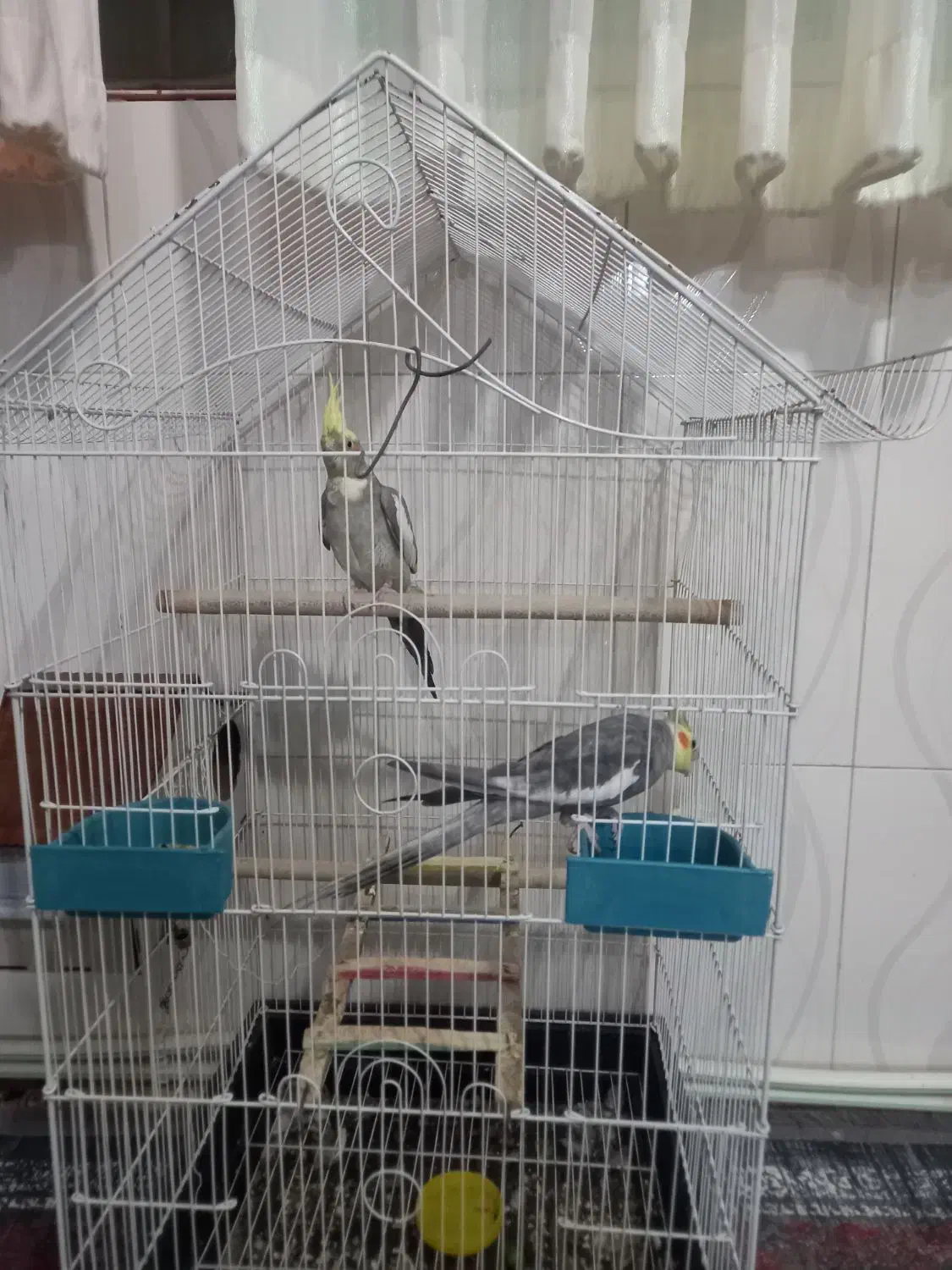 یک جفت عروس هلندی|پرنده|رباطکریم, شترخوار|دیوار