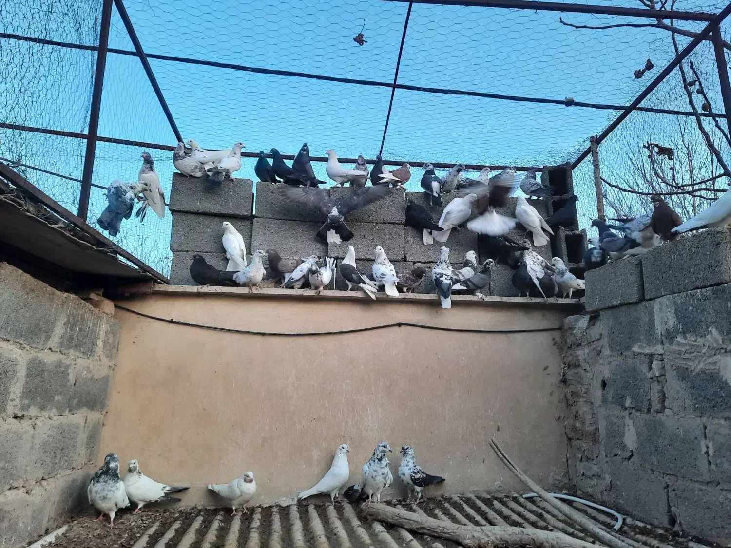 کبوتر اصیل تهرانی|پرنده|هشتگرد, تهران دشت|دیوار