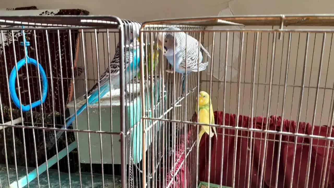 دو جفت مرغ عشق|پرنده|قزوین, |دیوار