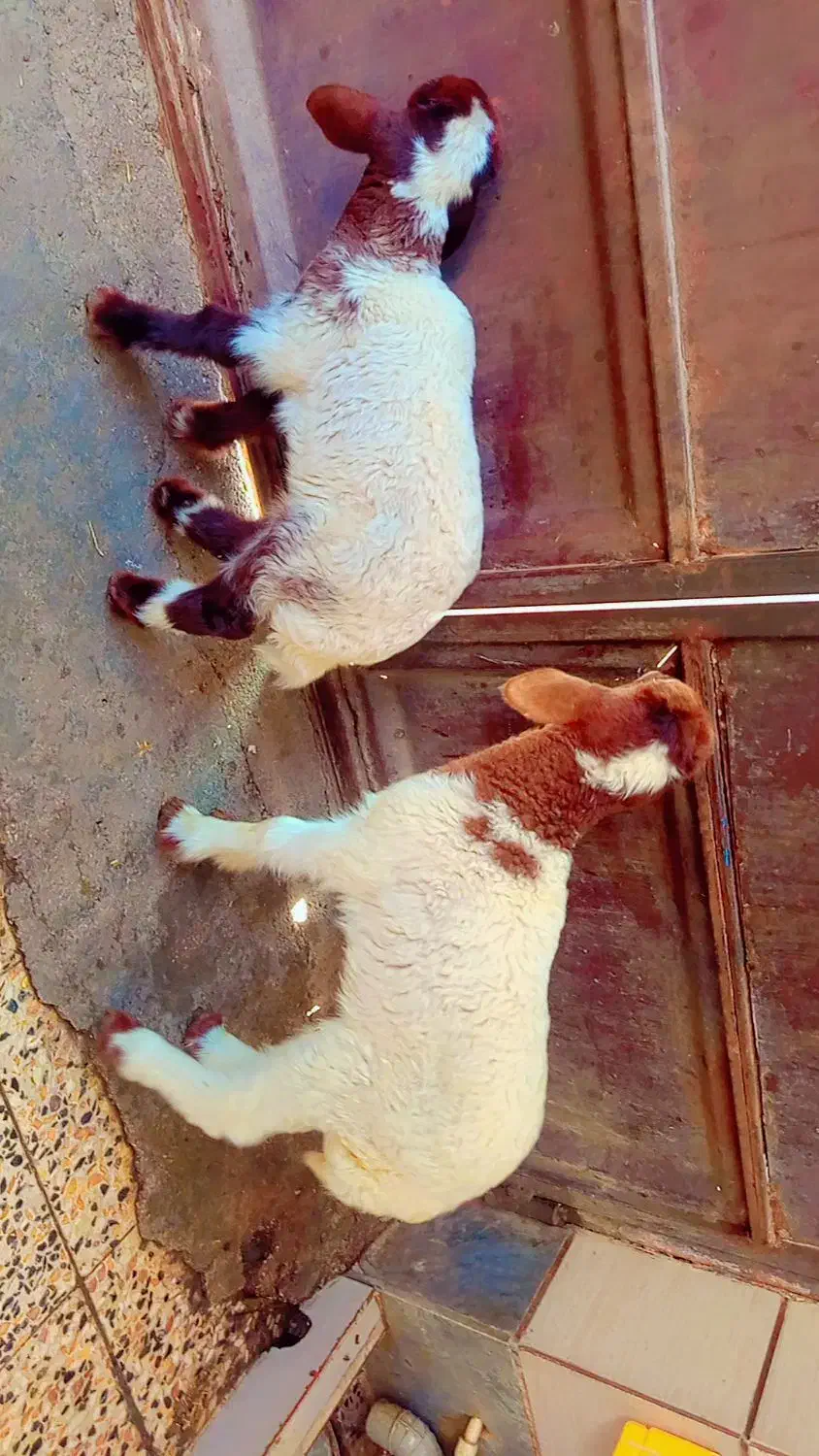 بره نر عربی دو عدد نر وماده|حیوانات مزرعه|اهواز, منازل کارون|دیوار