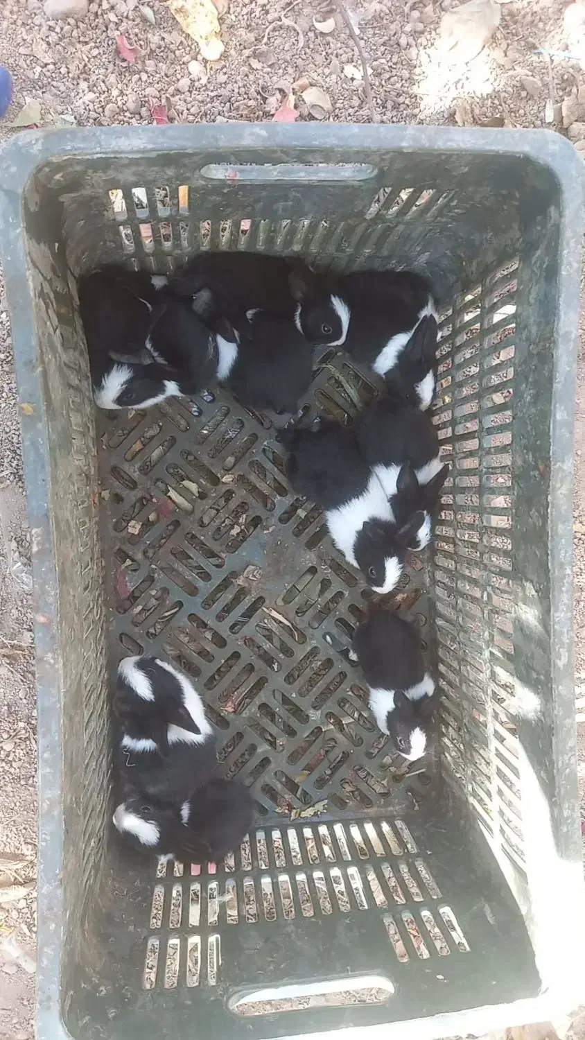 خرگوش|موش و خرگوش|اسفراین, |دیوار