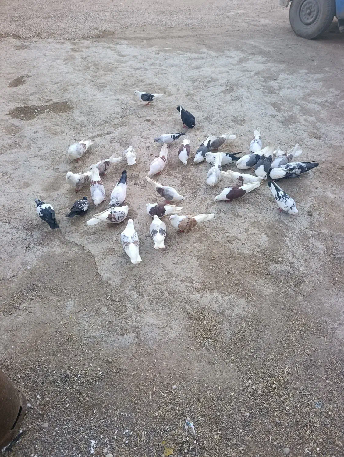 کبوتر|پرنده|چگنی, |دیوار