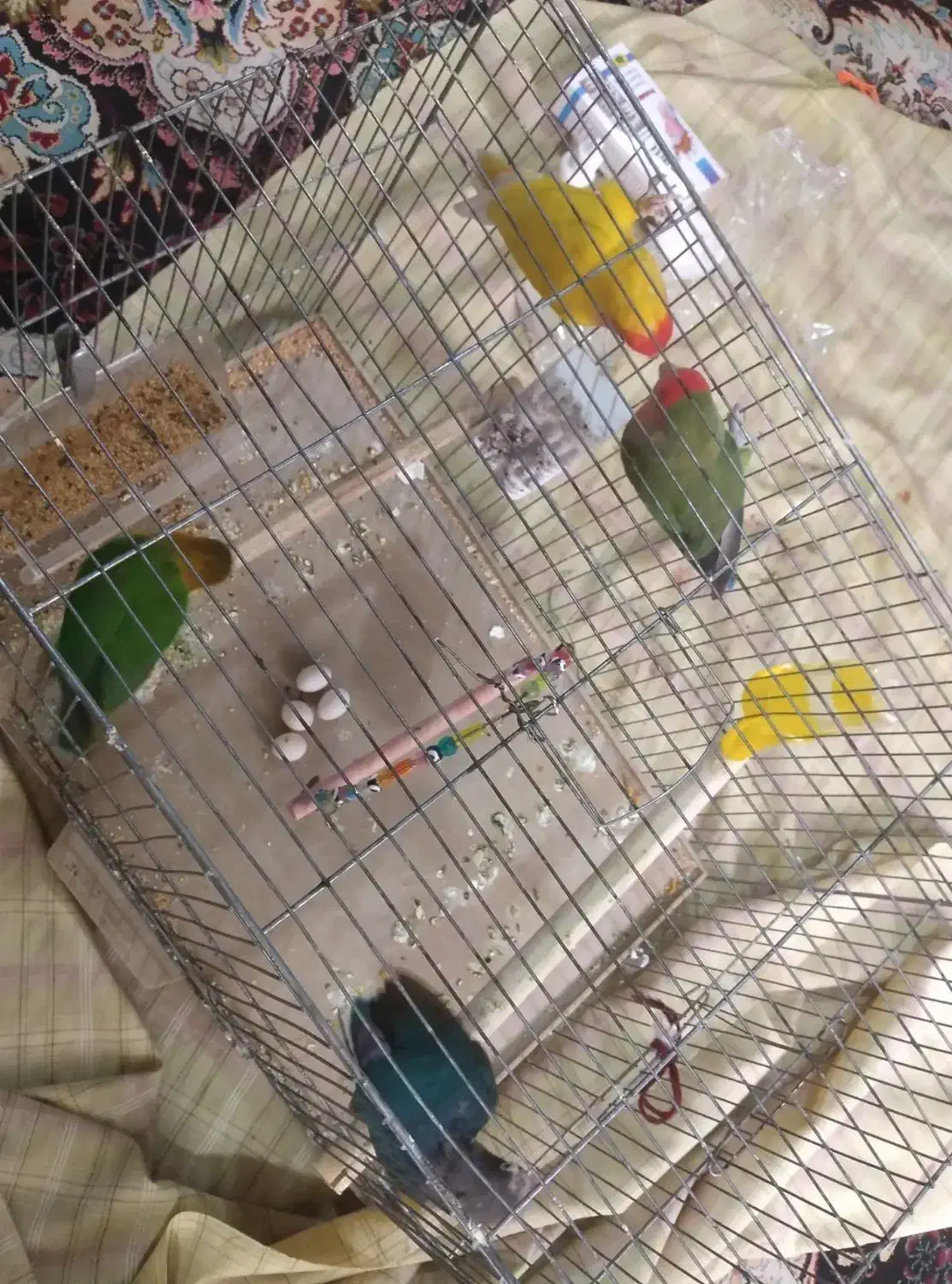 برزیلی مولد|پرنده|ملارد, |دیوار