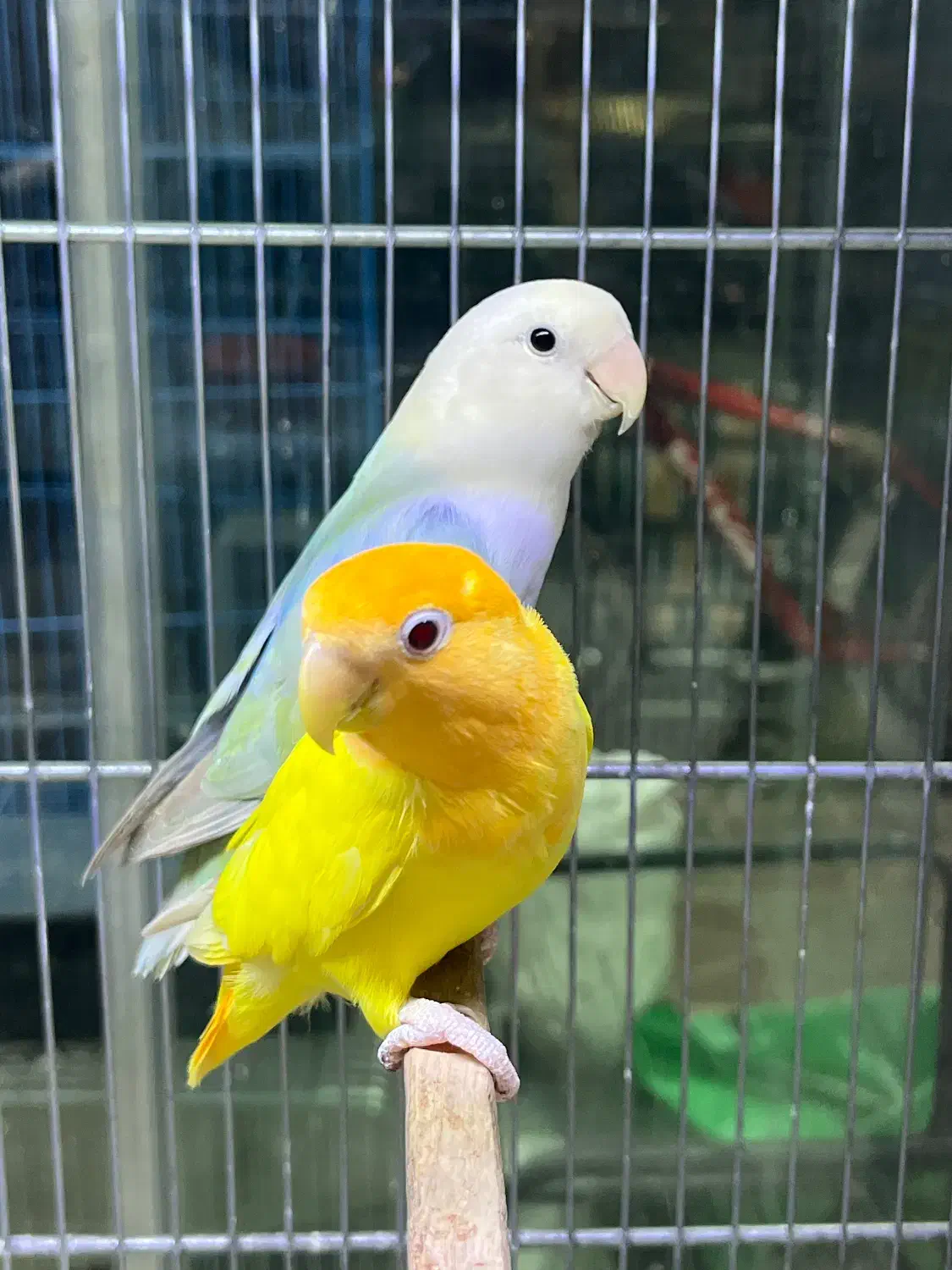 فروش انواع پرنده درجه یک و لوازم خارجی وکار تهران|پرنده|بیرجند, |دیوار