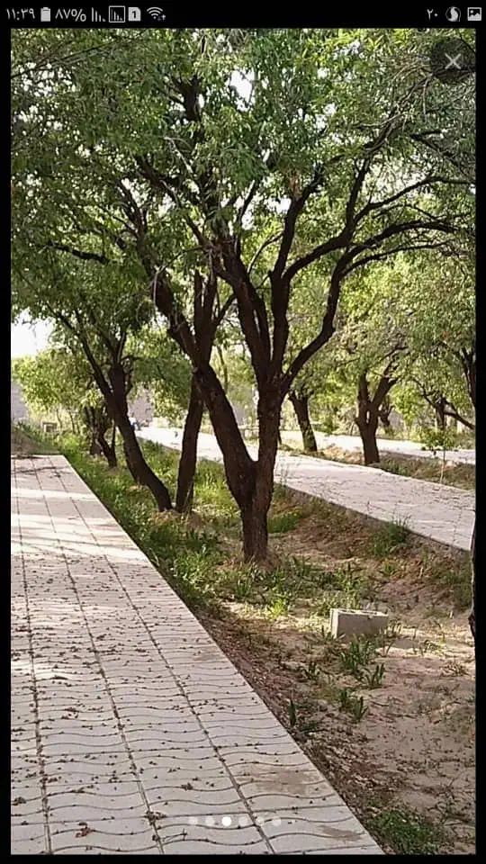 باغ|فروش زمین و ملک کلنگی|پاریز, |دیوار