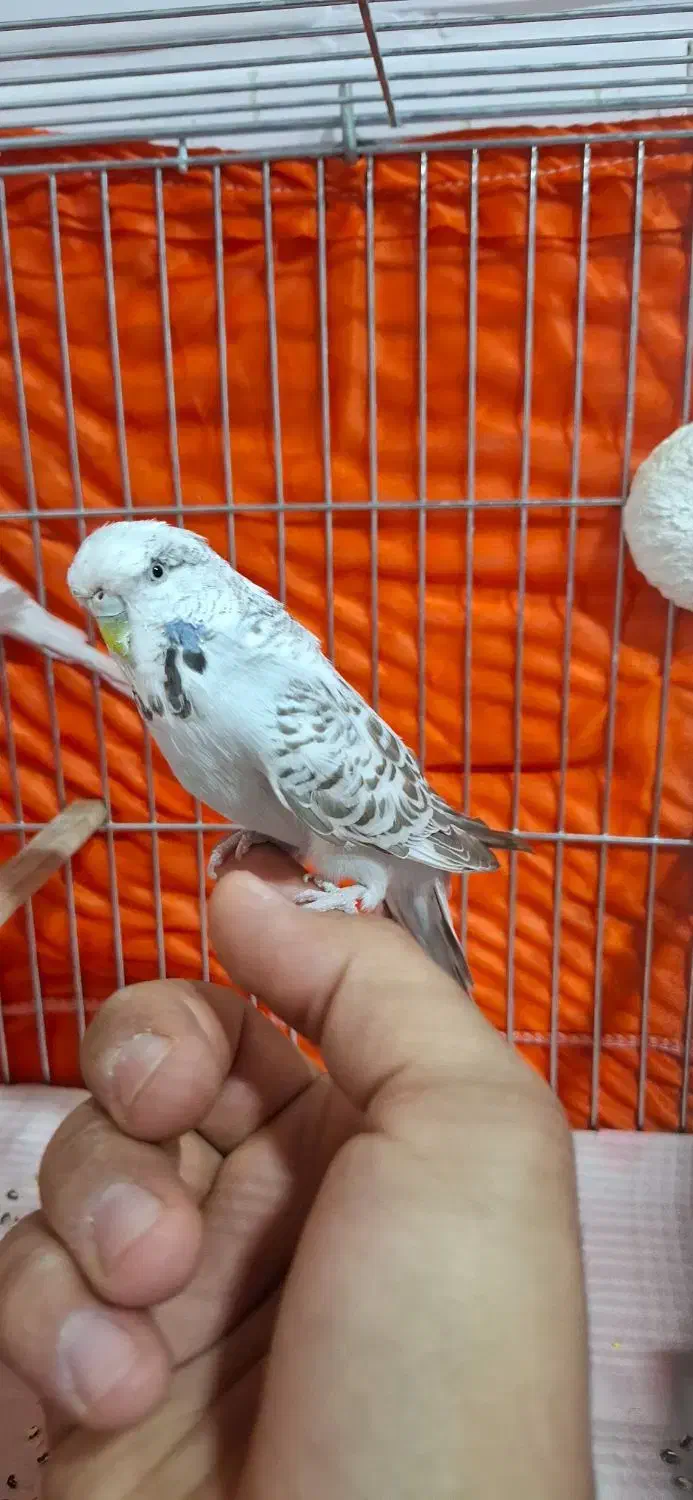 مرغ عشق اینگلیسی|پرنده|تهران, مشیریه|دیوار