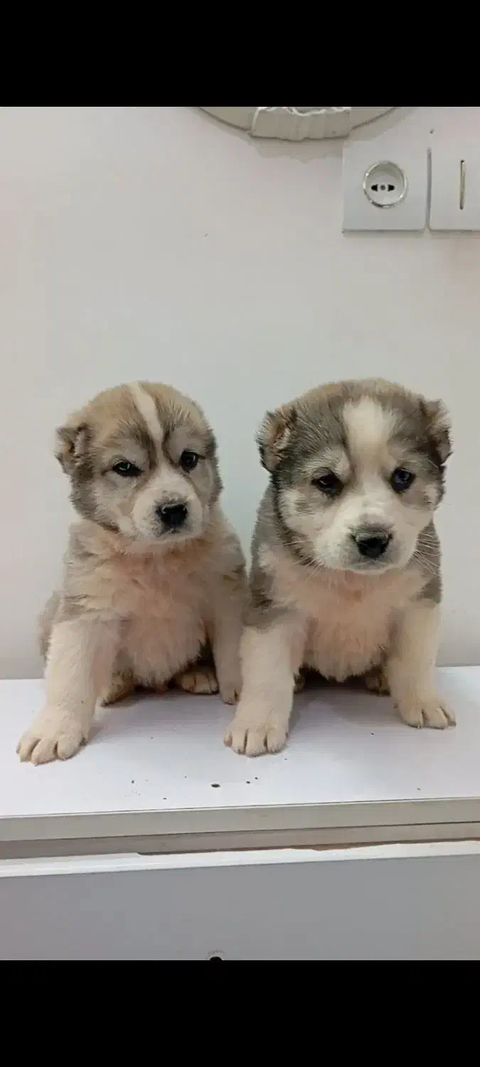 آلابای درجه یک|سگ|تهران, سعادت‌آباد|دیوار