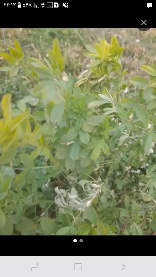 یونجه|لوازم جانبی حیوانات|سنقر, |دیوار