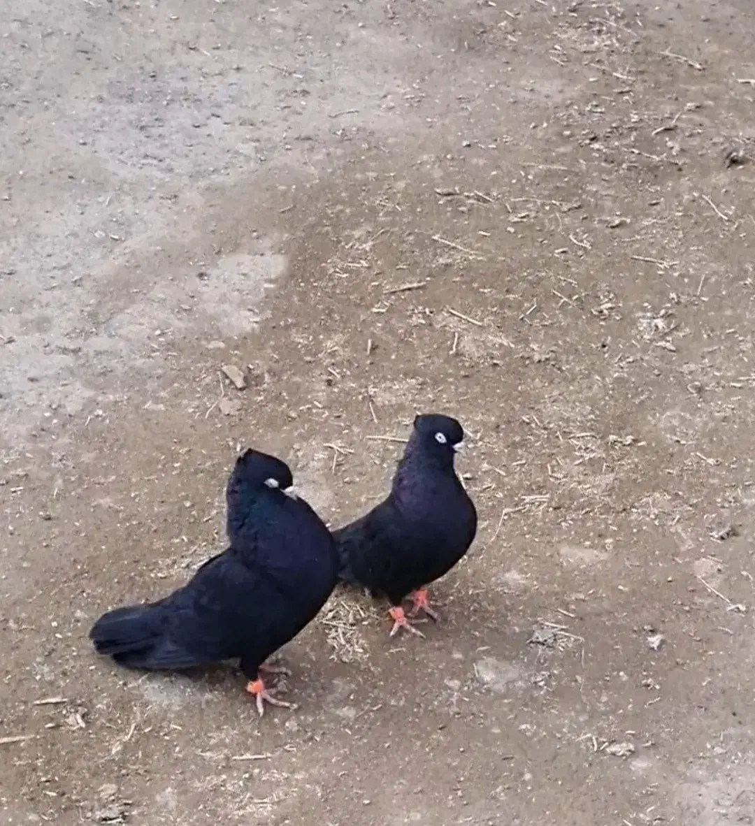 ذاغ ابادانی|پرنده|دلبران, |دیوار