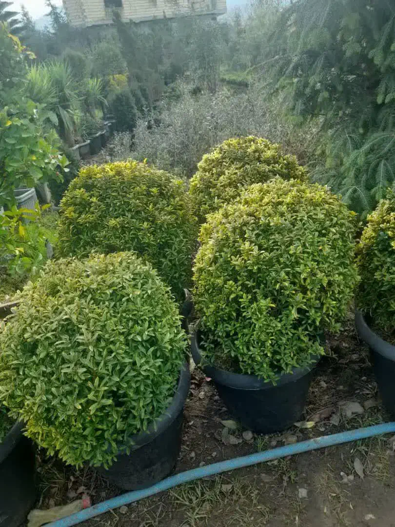 نهال شمشادکاج پایانکاردرختچه درخت کف قیمت ایران|خدمات باغبانی و درختکاری|تهران, حکیمیه|دیوار