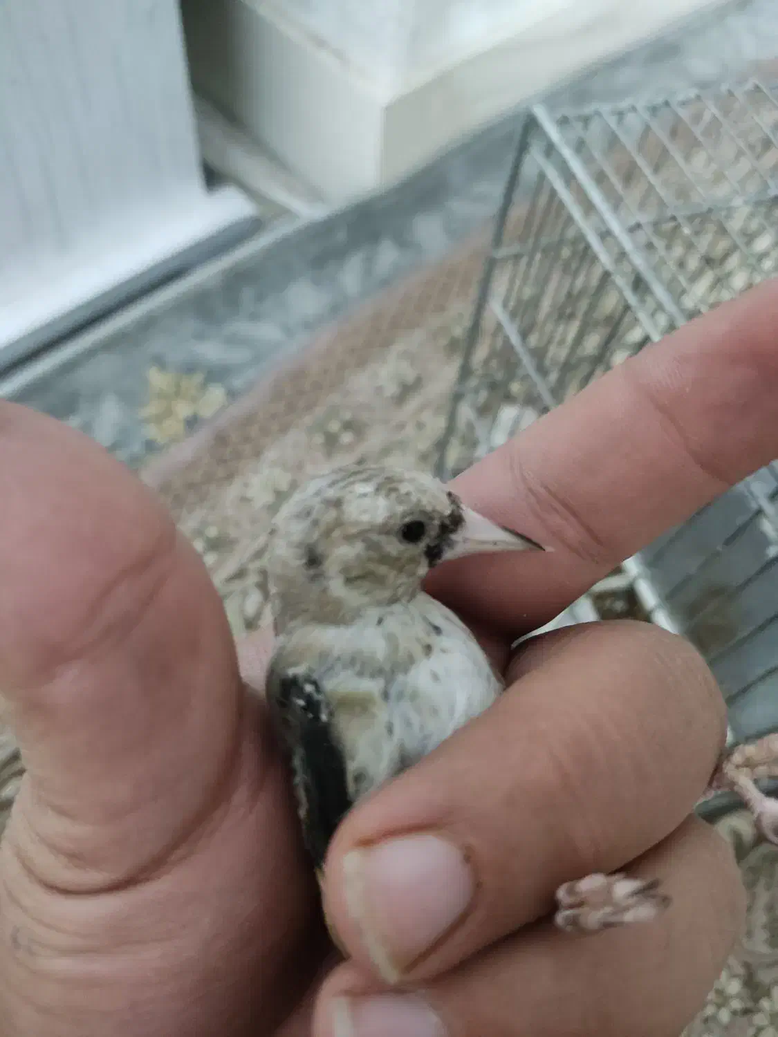 جوجه سهره نر|پرنده|اسلامشهر, مظفریه|دیوار