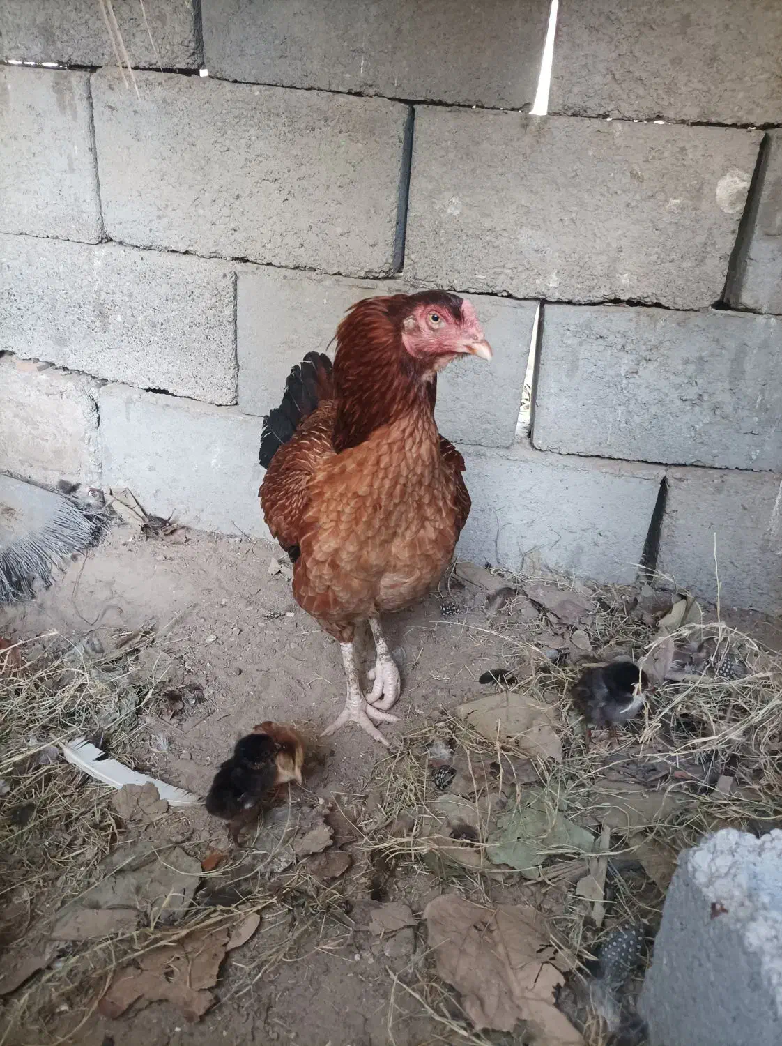 مرغ با دو تا جوجه|حیوانات مزرعه|بند زرک, |دیوار