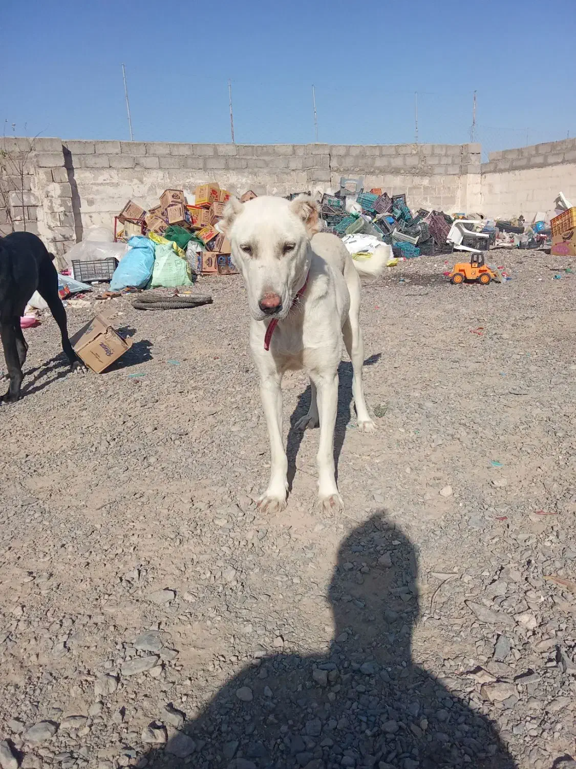 توله سگ خراسانی سفید|سگ|بجستان, |دیوار