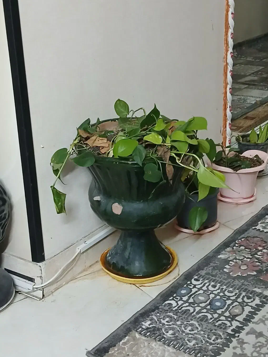 گل رونده|گل و گیاه طبیعی|سمنان, |دیوار