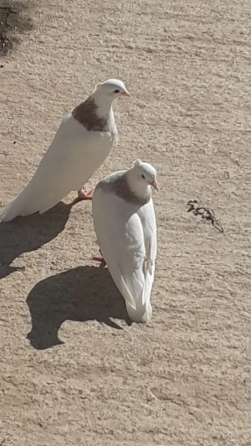 کفتر طوقی|پرنده|کوهدشت, |دیوار