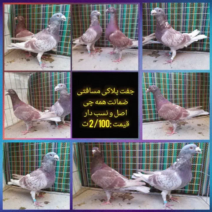 کفتر پلاکی، رنگی، مسافتی|پرنده|یزد, |دیوار