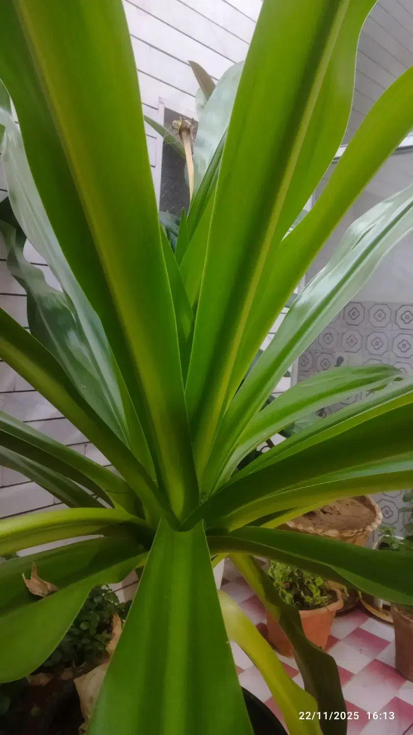 گل ذرتی زیبا،وسبز|گل و گیاه طبیعی|اقلید, |دیوار