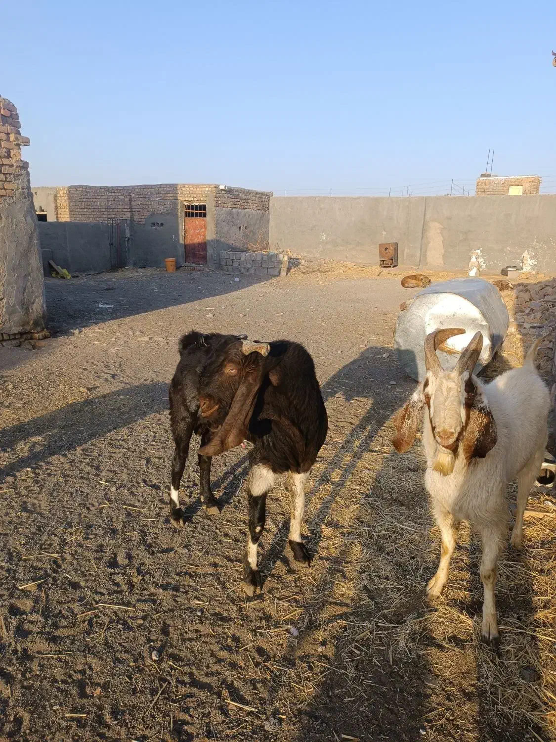 میش ونربز|حیوانات مزرعه|تربت جام, پاسداران|دیوار