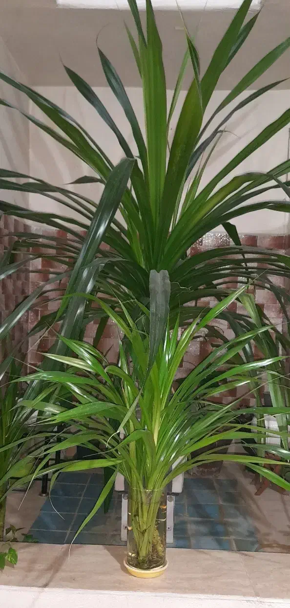 گل پاندانوس|گل و گیاه طبیعی|شهریار, شهریار|دیوار