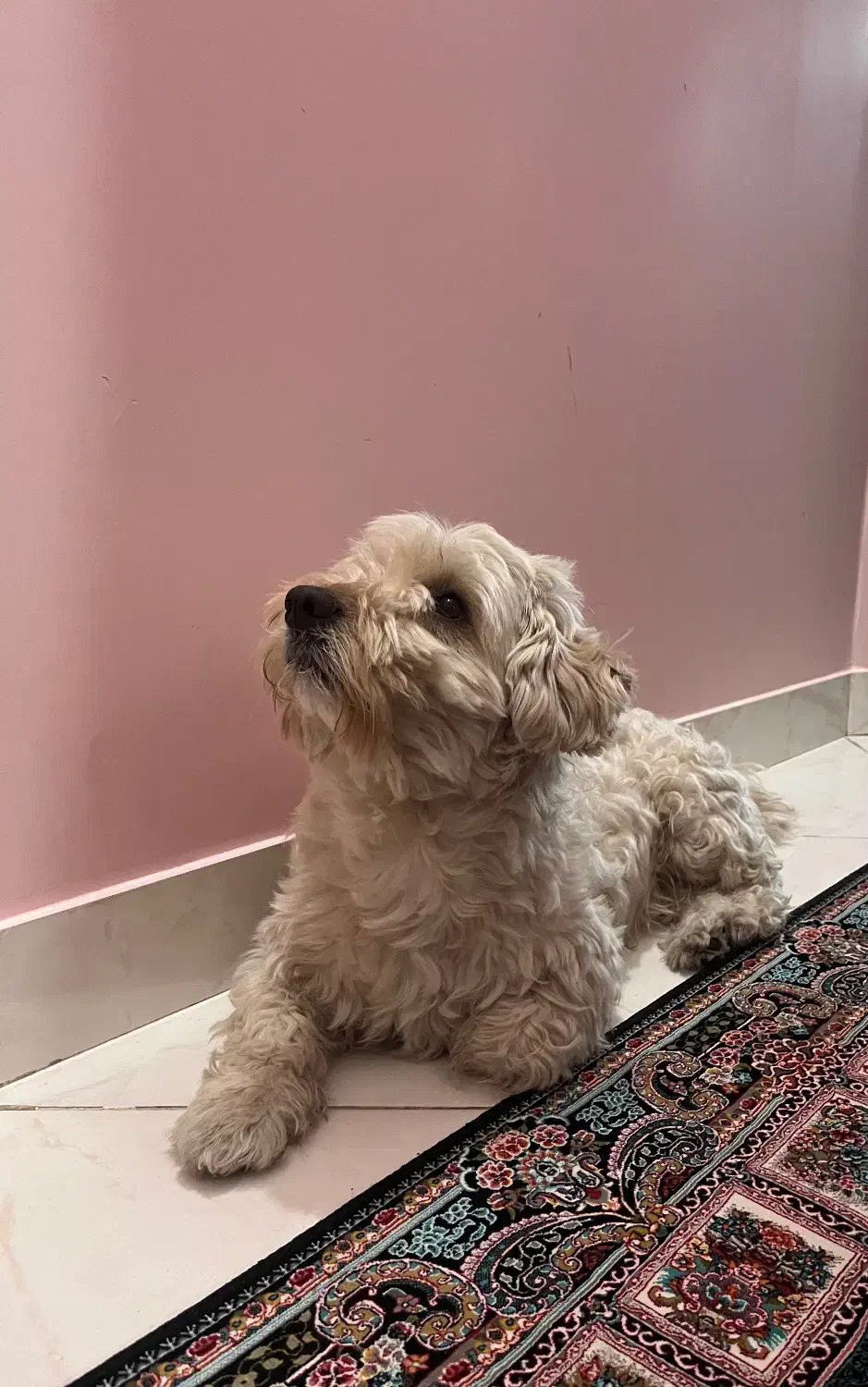 سگ گمشده|حیوانات|تهران, خاک سفید|دیوار