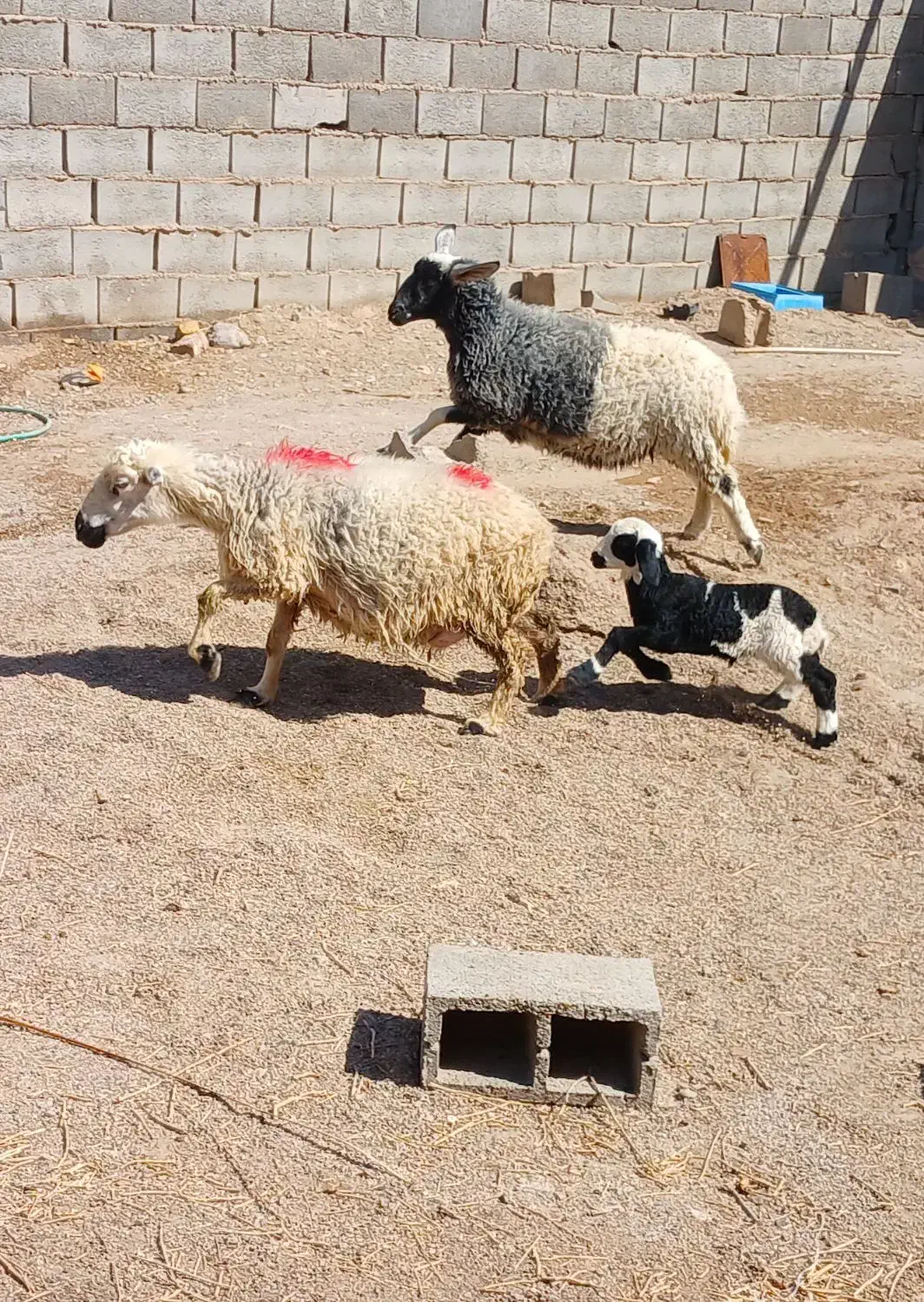 میش وبره|حیوانات مزرعه|بافق, |دیوار