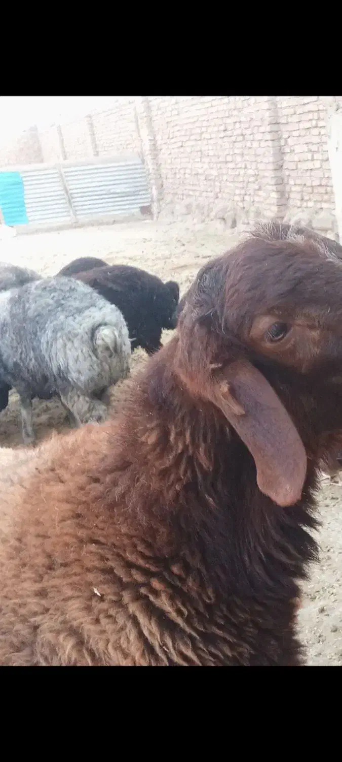 گوسفندزنده بره میش بز|حیوانات مزرعه|پاکدشت, پاکدشت (مامازند)|دیوار