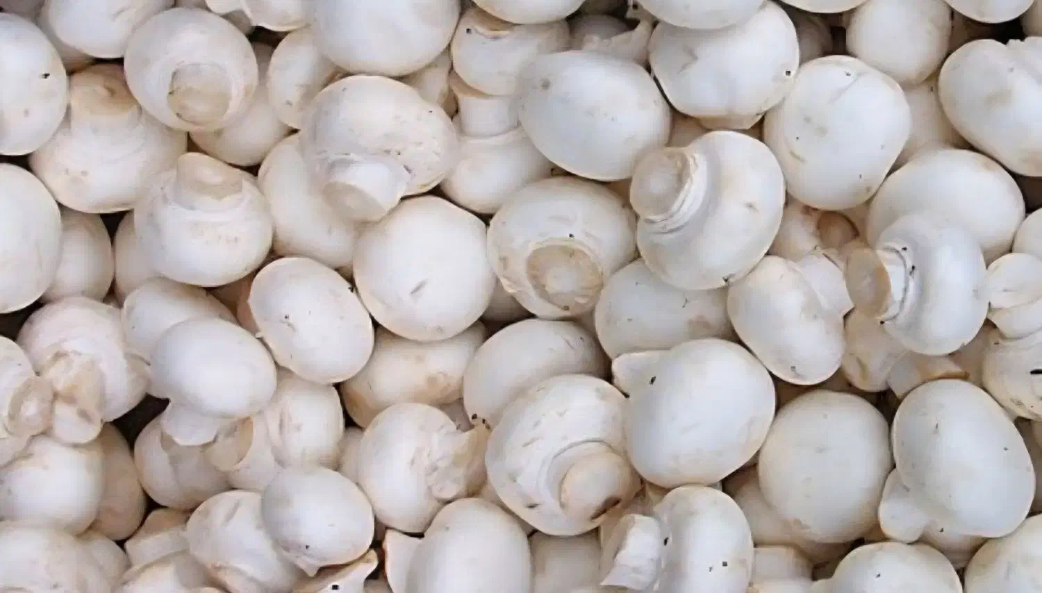 قارچ درجه ۲ کیلو ۹۵|خوردنی و آشامیدنی|تربتحیدریه, قاسم آباد|دیوار