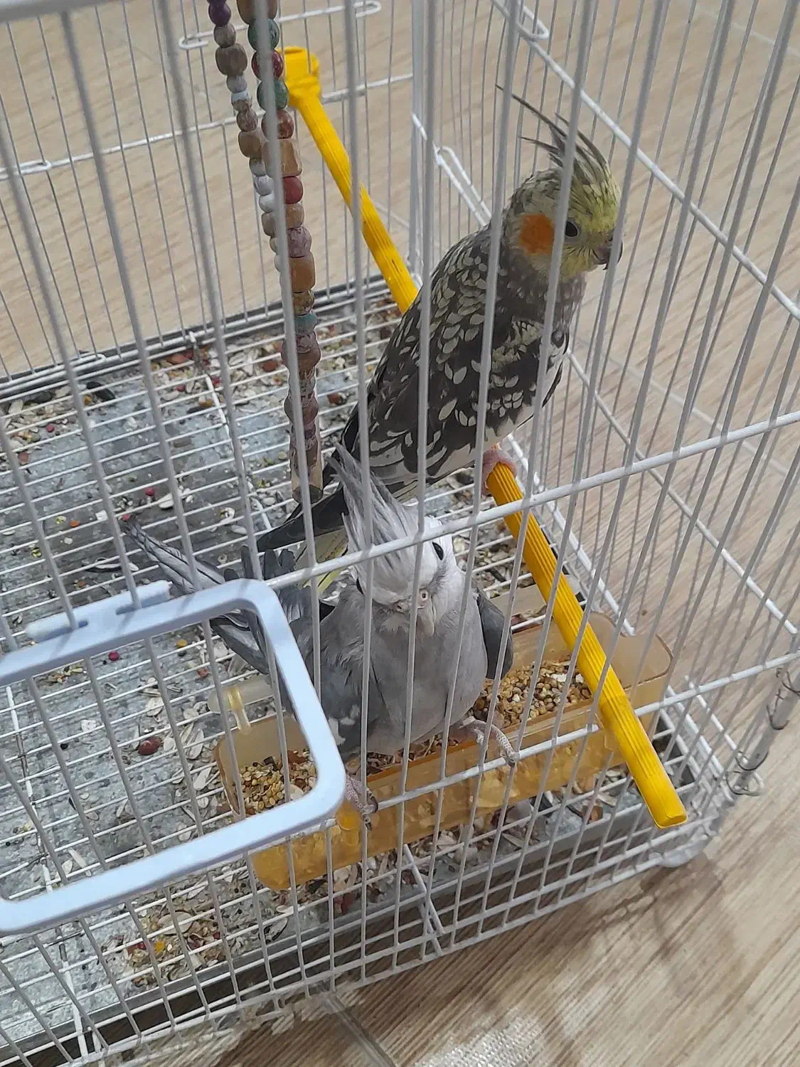 عروس هلندی|پرنده|ایرانشهر, |دیوار