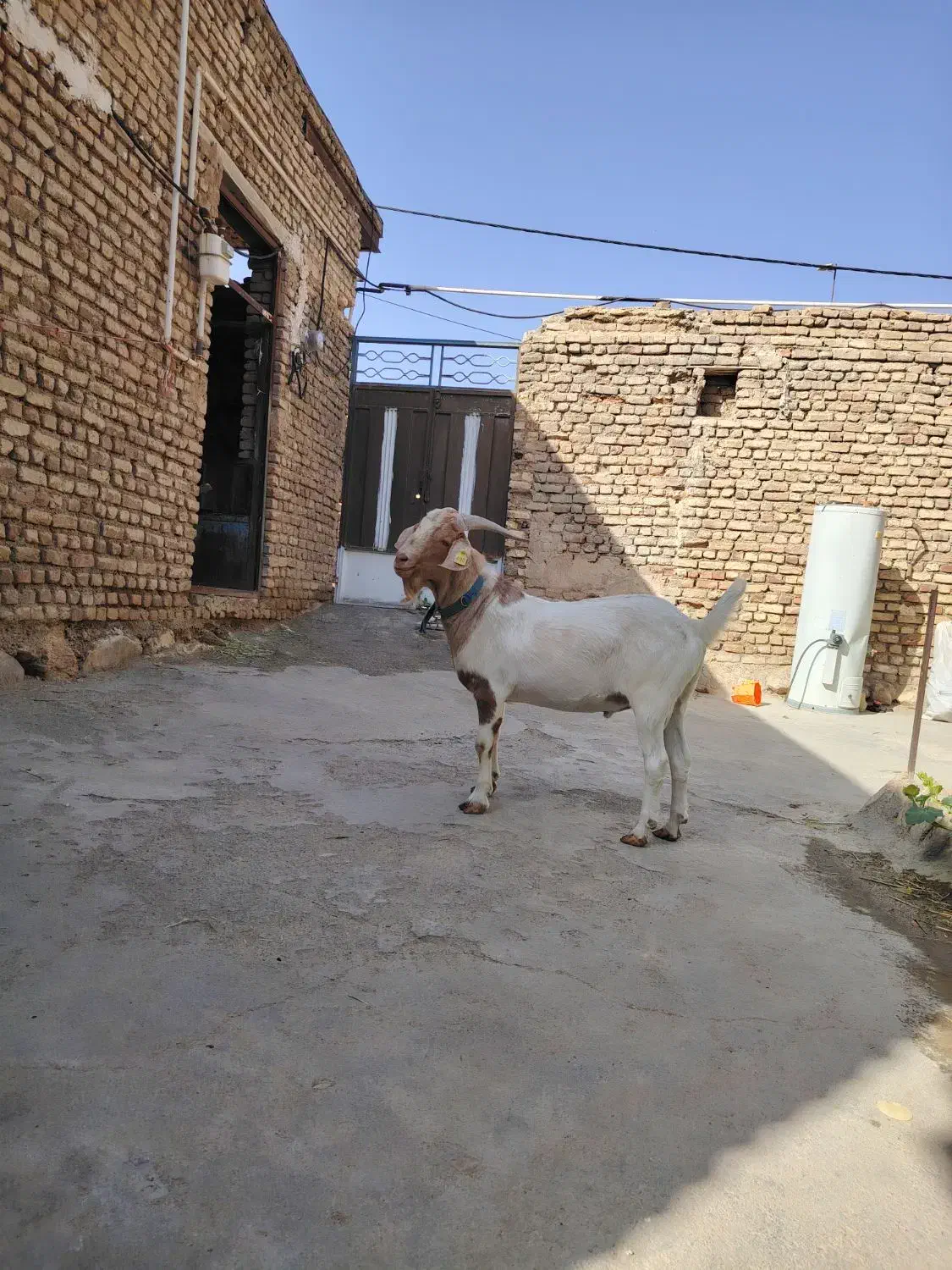 نر بز  بوئر|حیوانات مزرعه|چادگان, |دیوار