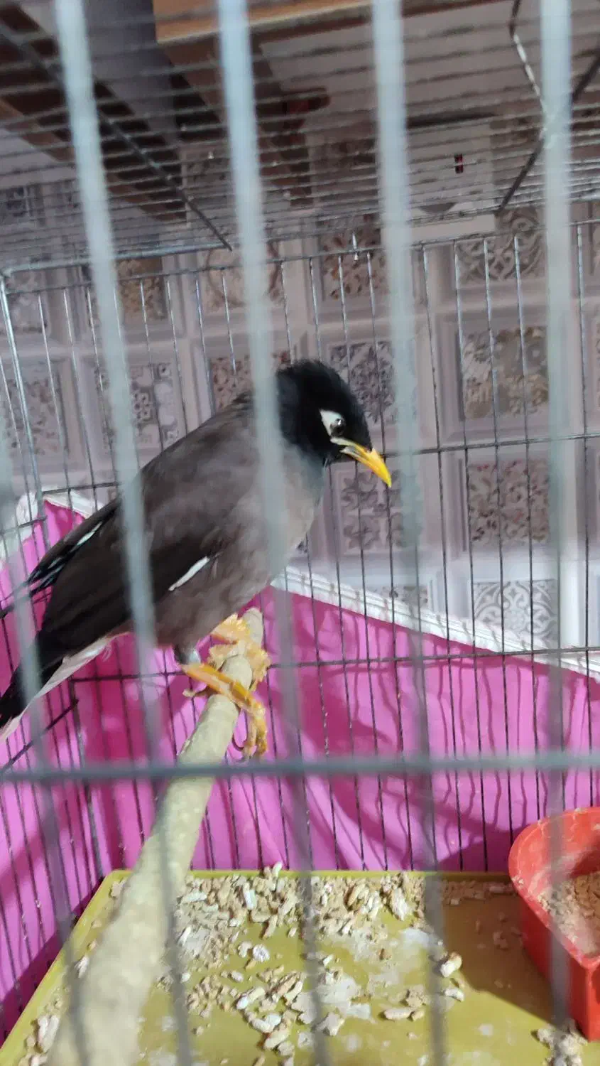 مرغ مینا نر|پرنده|اقبالیه, |دیوار