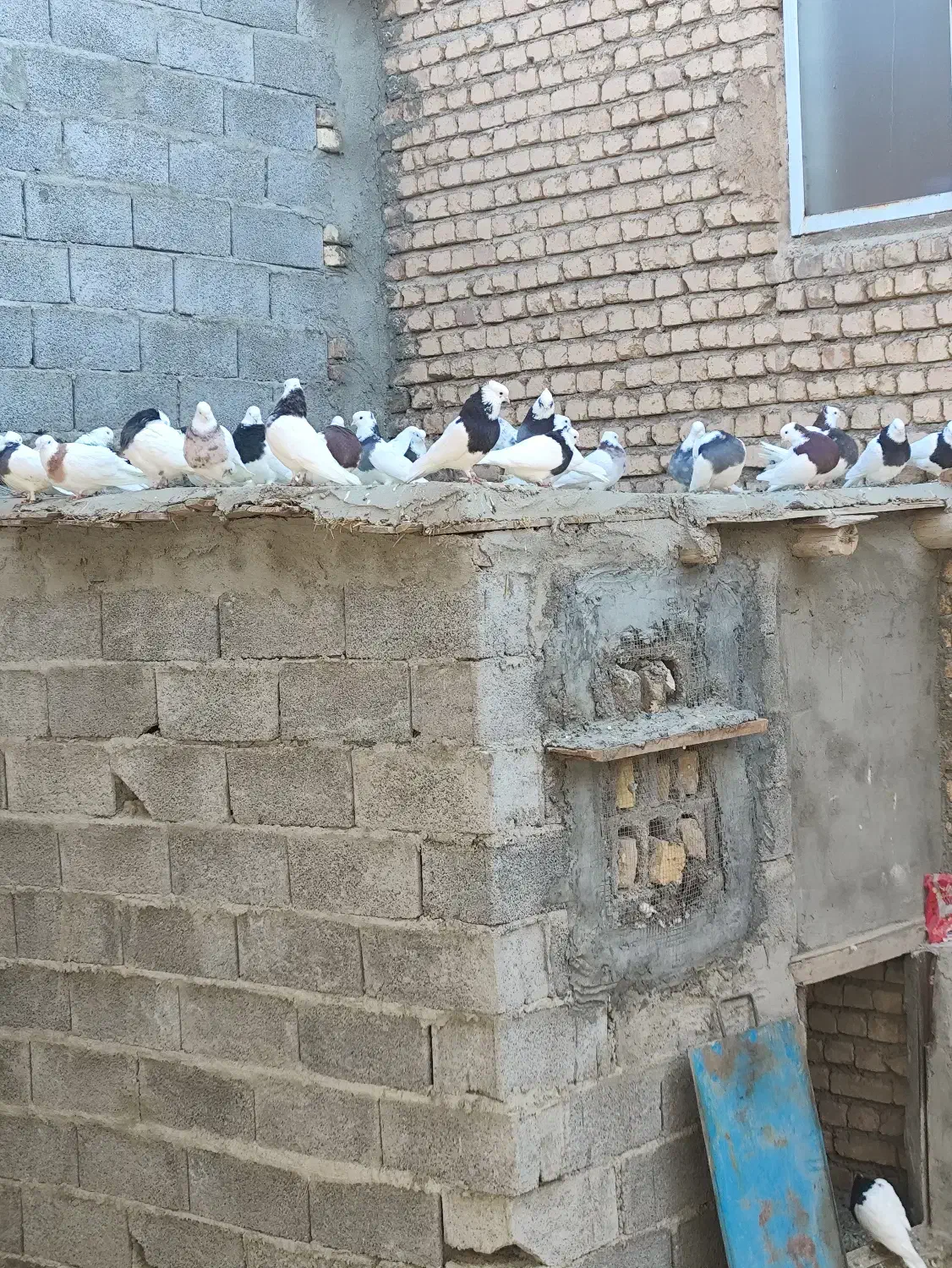 کبوتر طوقی|پرنده|اژیه, |دیوار