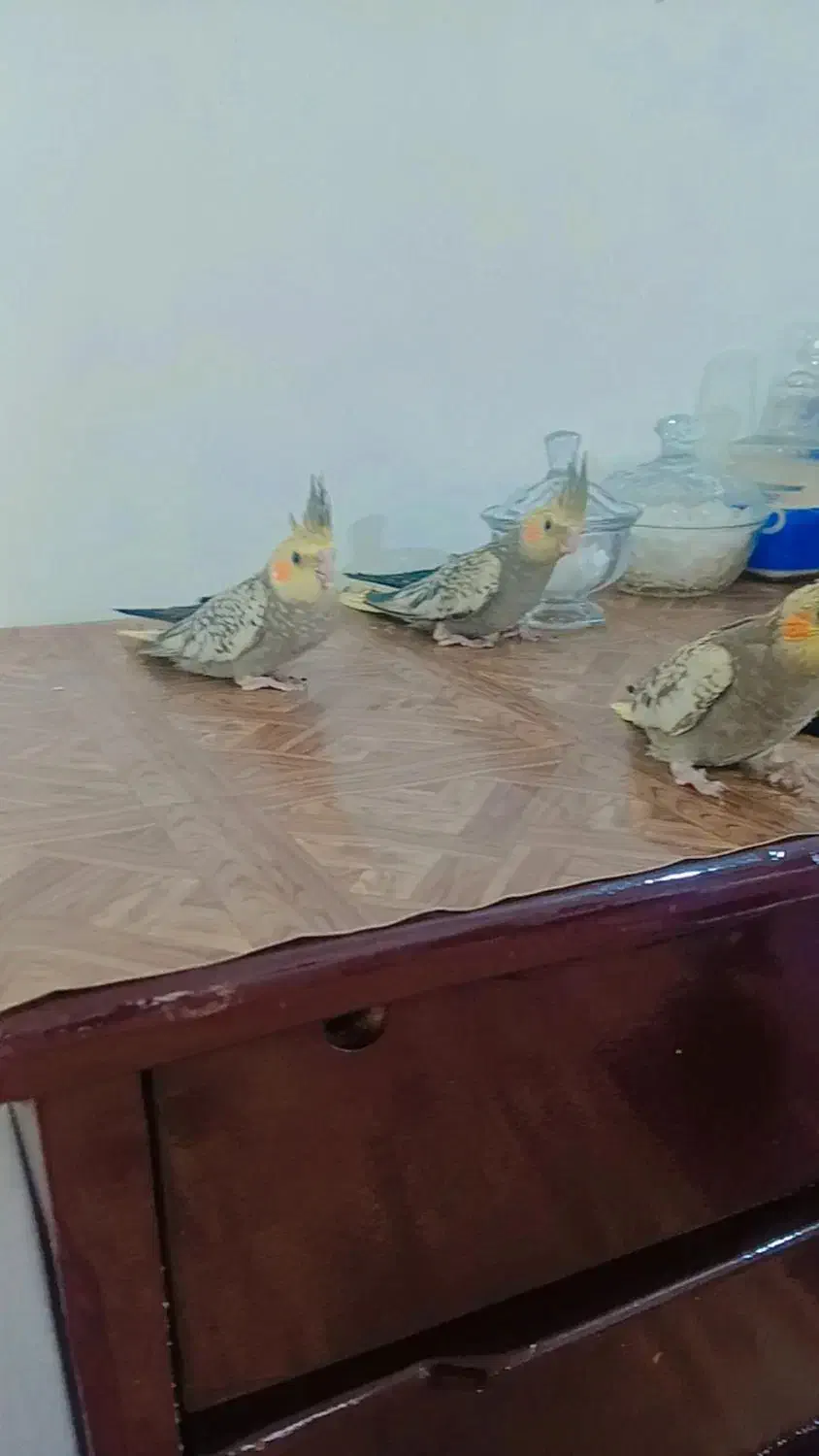 جوجه عروس هلندی|پرنده|اراک, |دیوار