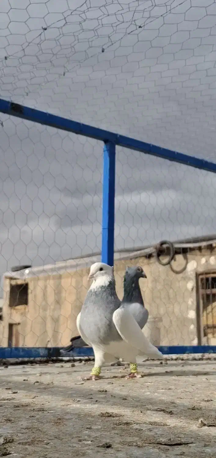 نر طوقی ابی سبز رنگی(شهری پلاکی سینه)|پرنده|شیراز, قلات|دیوار