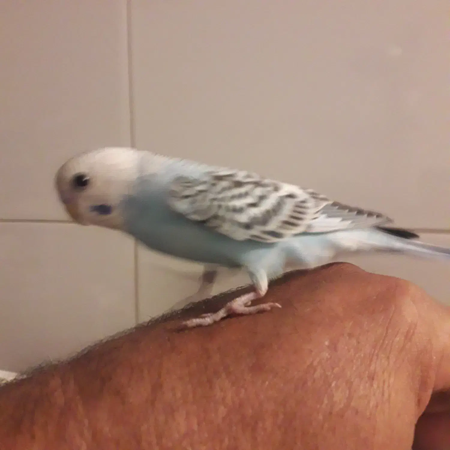 مرغ عشق|پرنده|تهران, جیحون|دیوار