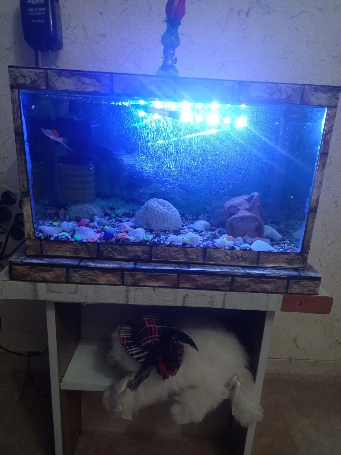 آکواریوم|ماهی|رشت, کوی فکوری|دیوار