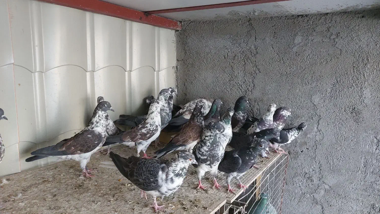 قاره های ناب|پرنده|آران و بیدگل, |دیوار