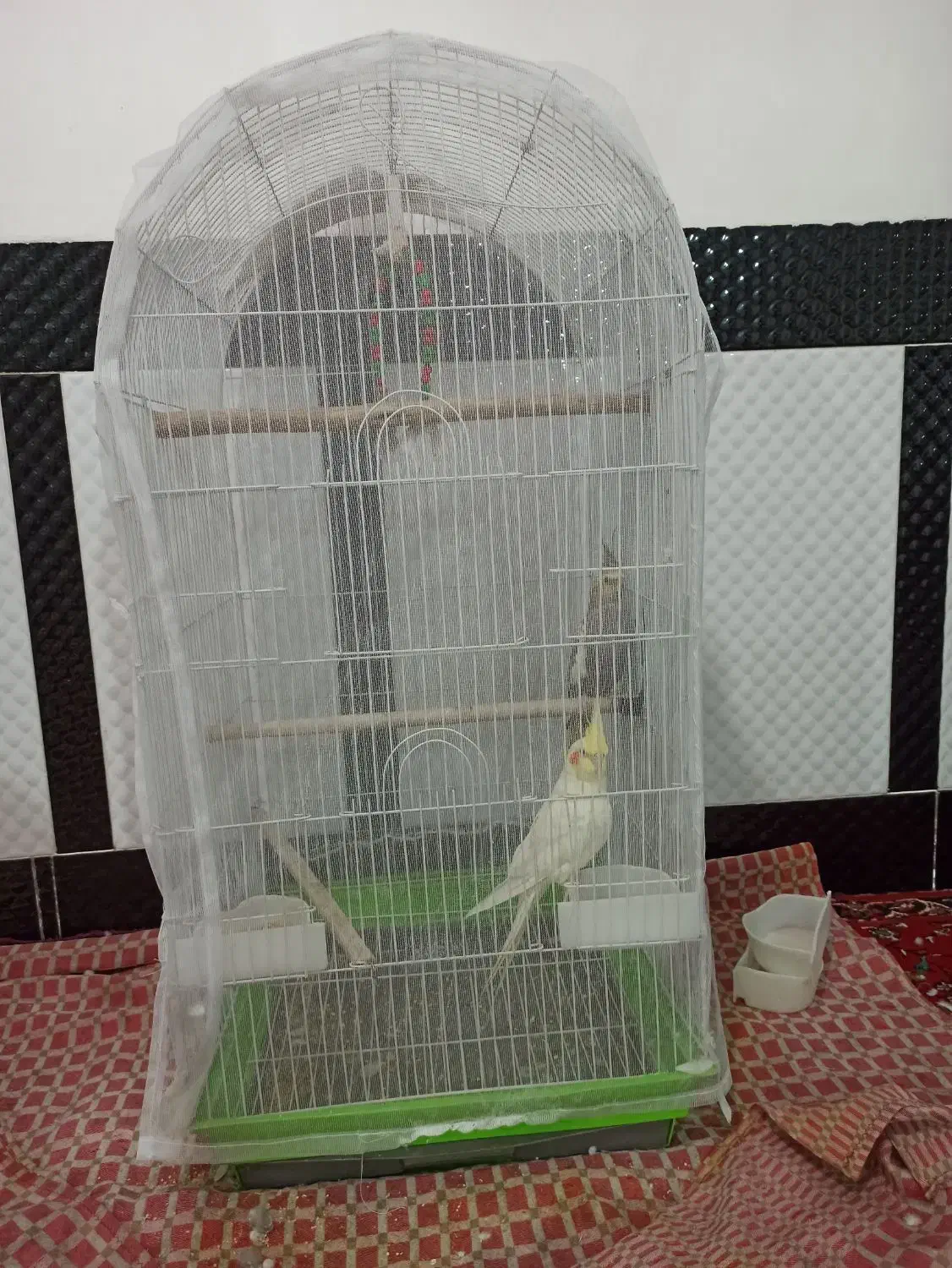 دو عدد عروس هلندی دستی|پرنده|دره شهر, |دیوار