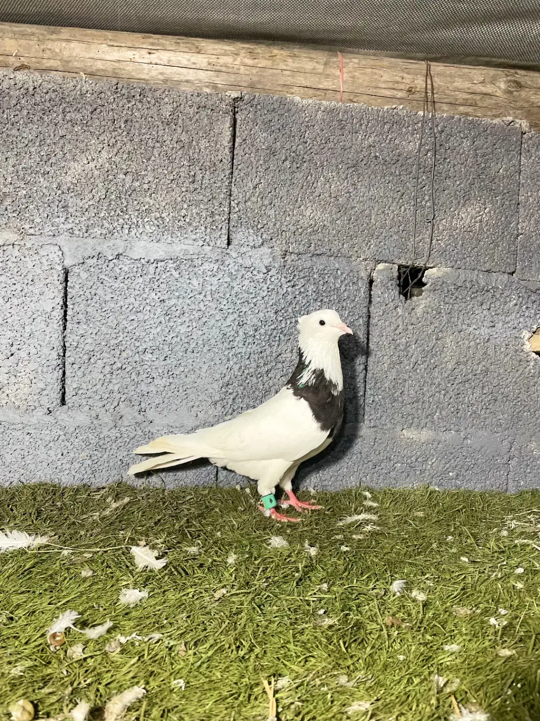 کبوتر طوقی کرمانشاهی نر|پرنده|صومعه‌سرا, |دیوار