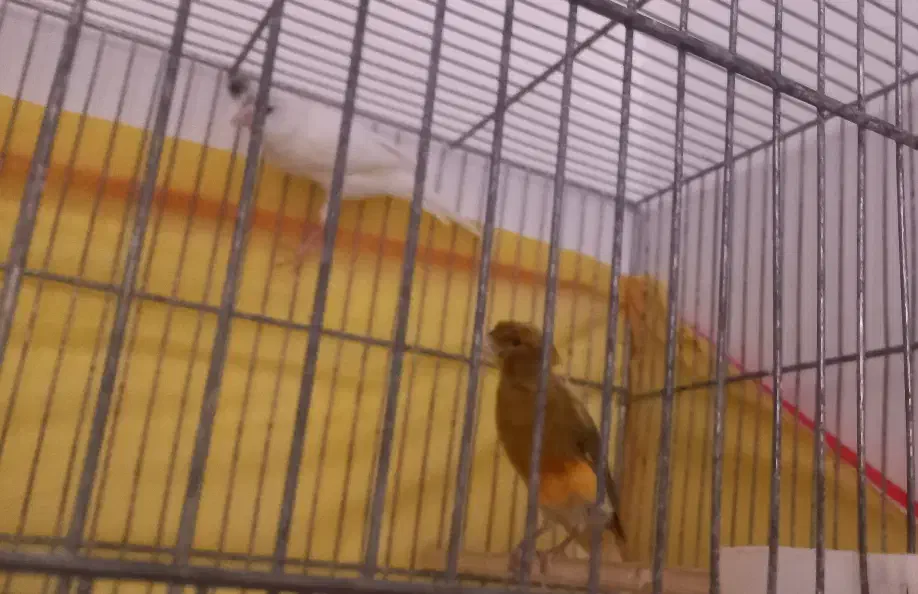 جفت قناری|پرنده|رفسنجان, |دیوار