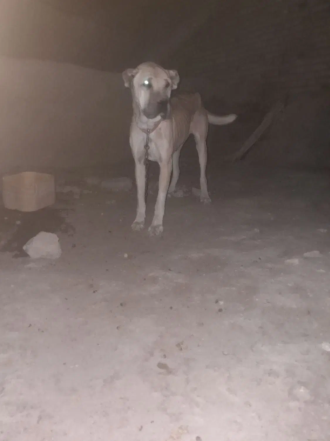 سگ سرابی|سگ|شیرینسو, |دیوار