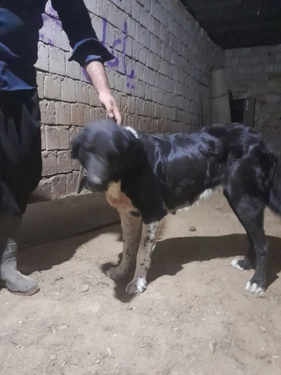 لاس قدرجونی|سگ|چادگان, |دیوار