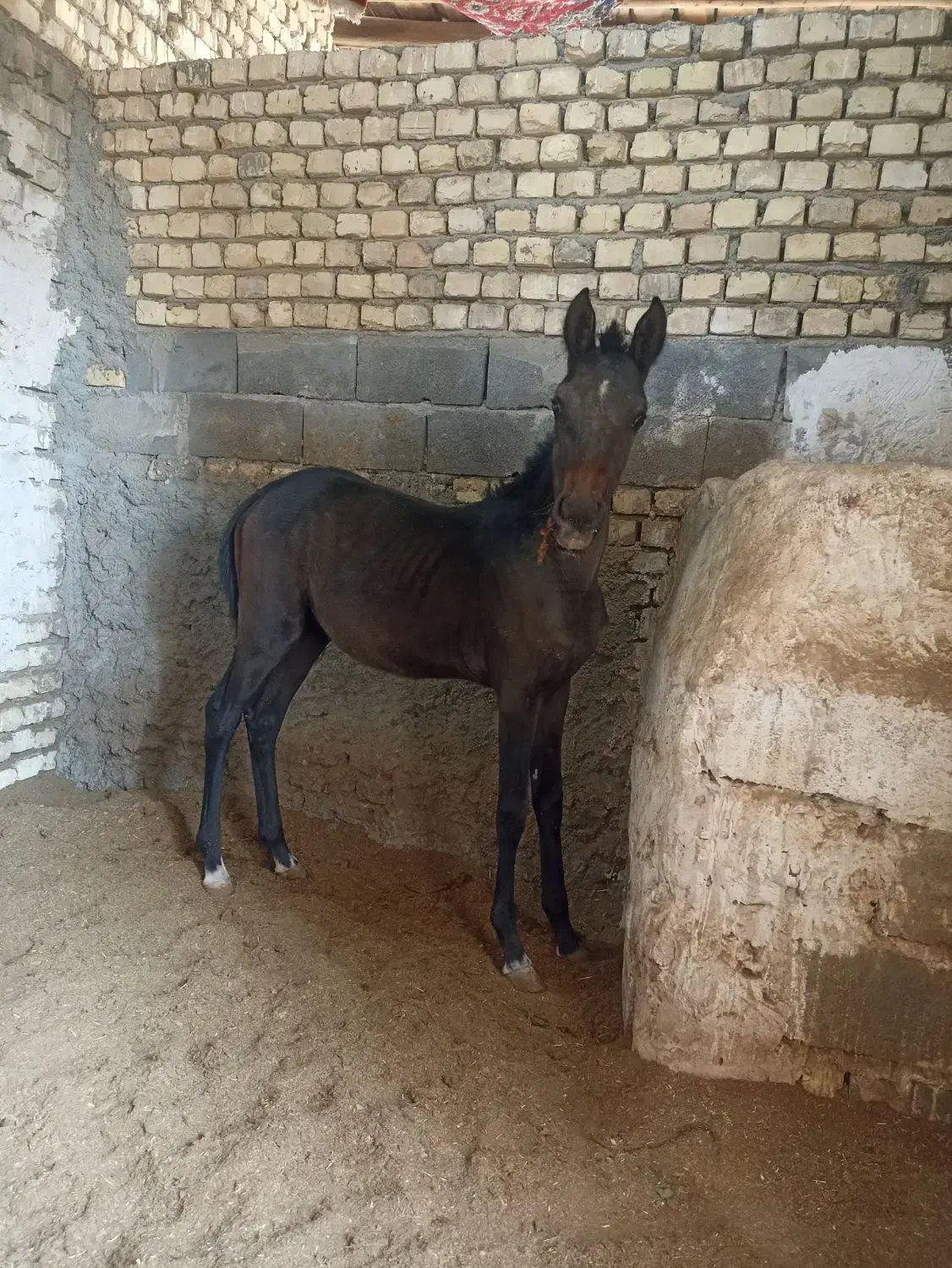 کره مادیون|اسب و تجهیزات اسب‌سواری|اصفهان, قهجاورستان|دیوار